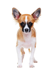 chihuahua dog    standing front view