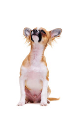 chihuahua dog  looking up