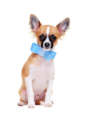 chihuahua dog  wearing bow tie