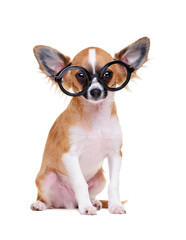 chihuahua dog  wearing glasses sitting