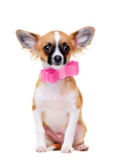 chihuahua dog  wearing pink bow tie