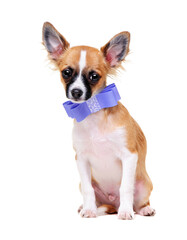 chihuahua dog  wearing violet bow tie