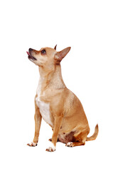 Chihuahua looking up showing its tongue being hungry