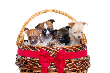 chihuahua puppies in a basket