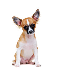 chihuahua puppy  portrait on white background