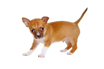 chihuahua puppy on white background