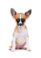 chihuahua puppy sitting