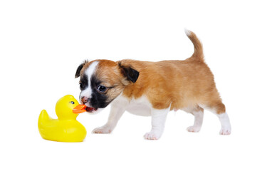 chihuahua puppy sniffing rubber duck