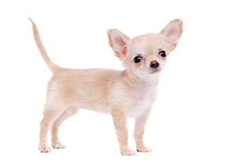 Chihuahua puppy on white background