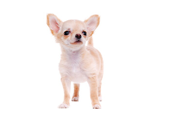 Chihuahua puppy on white background