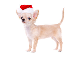 Chihuahua puppy wearing christmas fancy dress