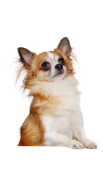 Long haired Chihuahua dog standing on the blank board