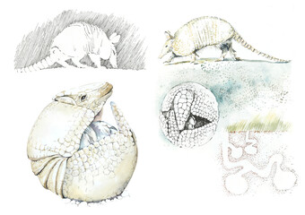 Life of an armadillo. Hand drawn watercolor illustration - 539801210