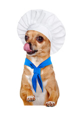 Short haired Chihuahua wearing cook outfit on the blank board