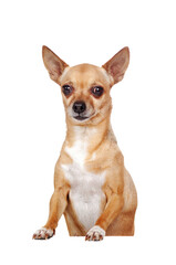 Short haired Chihuahua with the blank board isolated on white