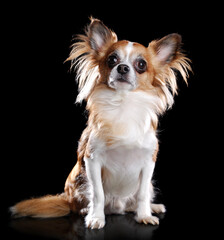 Sitting long haired chihuahua dog isolated on black looking up