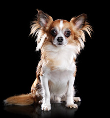 Sitting long haired chihuahua dog isolated on black