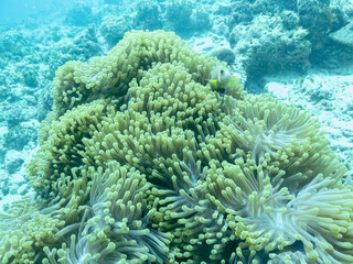 Fototapeta na wymiar Clownfish in the sea anemone in the depths of the Indian ocean, Maldive islands.