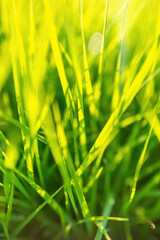 Beautiful Photo of Green Grass In Sunny Day