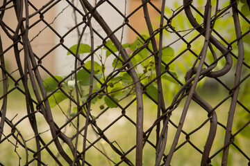 Vines growing in a chainlink fence