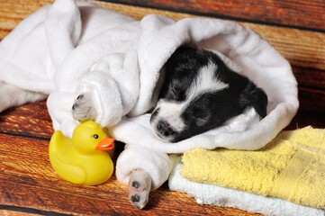 Little puppy sleeping in the bathrobe after the grooming procedures
