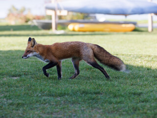 Red Fox on the hunt
