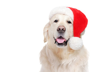 Head portrait of a golden retriever wearing Santa hat