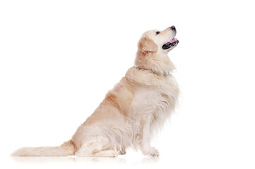Side view of a sitting golden retriever dog isolated on white