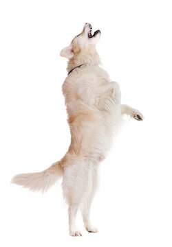 Side view picture of a golden retriever standing on hind legs