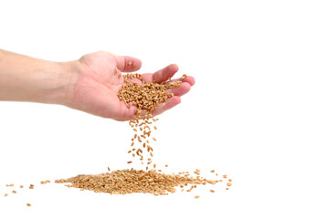 Wheat grain fall from mans hand white background.