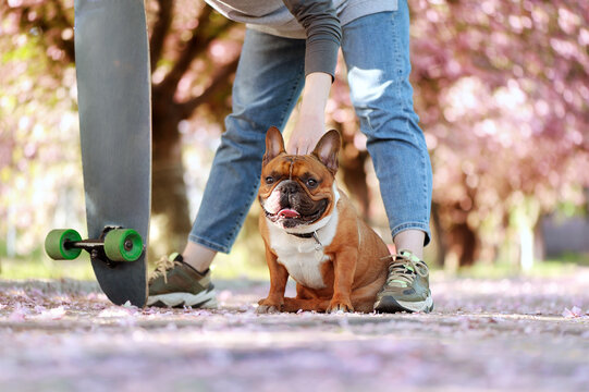 Close-up picture of a french bulldog sitting under the legs of a longboarder