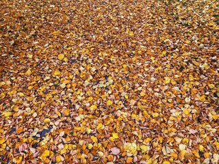 Autumn forest and colourful trees in the park. Colourful leaves on trees and on the ground. Bench in the park in trees. Red, orange and yellow leaves and trees. Sunny day walking in the park. 
