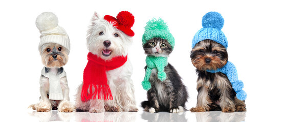 A group of pets wearing hat and scarf - obrazy, fototapety, plakaty