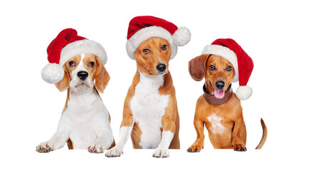 Closeup picture of three dogs wearing santa hats holding the blank board