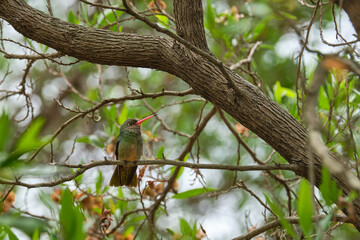 Selective focus shot of an exotic bird sitting on a tree branch