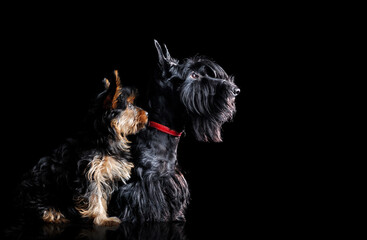 Side view low key  silhouette of a scottish terrier and a Yorkshire Terrier puppy on black background