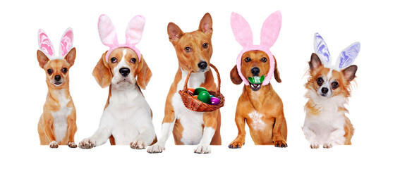 Obraz premium Yellow dogs of different breeds standing on the blank board wearing Easter accessories