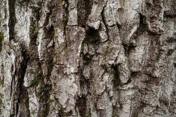 Tree bark. Texture of the bark. Wooden background
