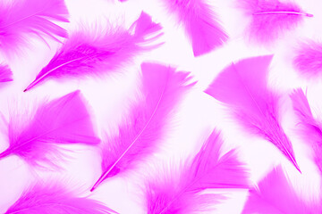 purple or pink feathers on a white background, fashionable, delicate, feminine background. the concept of a party or birthday in purple colors,