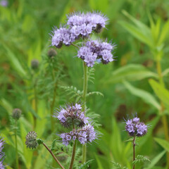 Blaues Blumenmeer Phacelia im Ackerbau