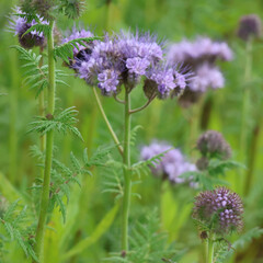 Blaues Blumenmeer Phacelia 
