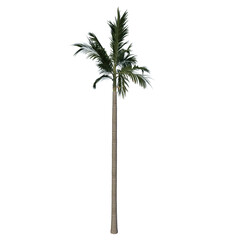 Front view tree ( Alexander palm Tree Palm 3) png