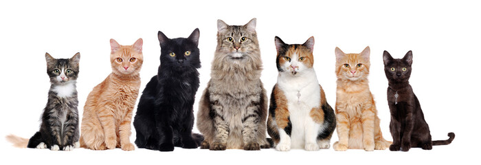 A group of cats of different breeds sitting in a raw in a white background - obrazy, fototapety, plakaty