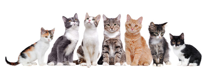 A group of cats sitting in a raw on white background