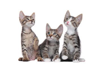 A group of little tabby kittens isolated on white