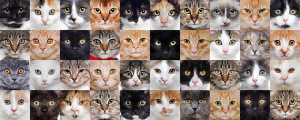 Cats of different breeds in a wide collaje