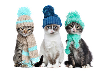 Pretty sitting  kittens isolated on white background wearing hats