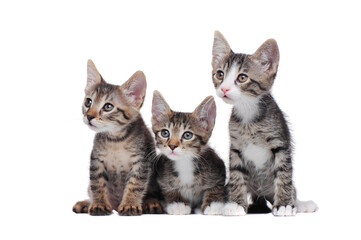 Sitting in a white studio little kittens