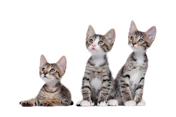 Fototapeta na wymiar Tabby kittens against white background looking to the copy space area