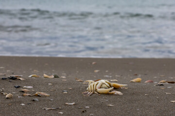 Granchio morto sulla riva del mare